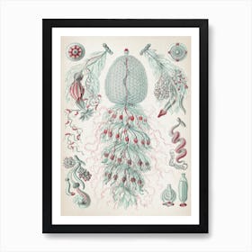 Vintage Haeckel 3 Tafel 59 Staatsquallen Art Print