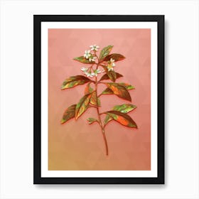 Vintage Sweet Pittosporum Branch Botanical Art on Peach Pink n.1849 Art Print