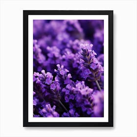 Lavender Flowers 6 Art Print