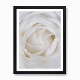 White Rose Close Up Art Print