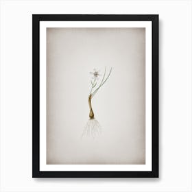 Vintage Snowdon Lily Botanical on Parchment n.0128 Art Print