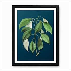 Vintage Camphor Tree Botanical Art on Teal Blue n.0902 Art Print