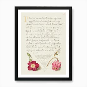 Insect, Balkan Primrose, And Alpine Violet From Mira Calligraphiae Monumenta, Joris Hoefnagel Art Print