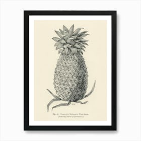 Vintage Illustration Of Charlotte Rothschild Pineapple, John Wright Art Print