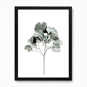 Fiddle Fig Leaf Art Print