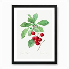 Red Cherry, Pierre Joseph Redoute Art Print