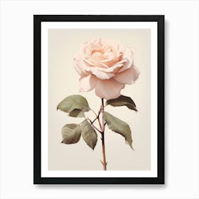 Floral Illustration Rose 2 Art Print