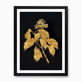 Vintage Climbing Hydrangea Botanical in Gold on Black n.0303 Art Print