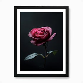 Single Rose On Dark Background Art Print