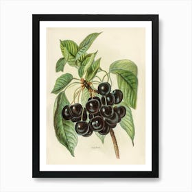 Vintage Illustration Of Early Rivers Cherries, John Wright Art Print