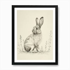 Holland Lop Rabbit Drawing 3 Art Print