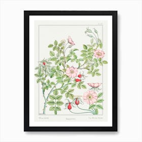 Rosehip From The Plant And Its Ornamental Applications (1896) , Maurice Pillard Verneuil Art Print