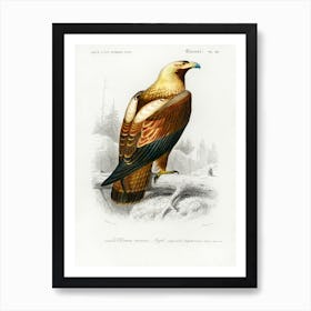 Eastern Imperial Eagle (Aquila Heliaca), Charles Dessalines D' Orbigny Art Print