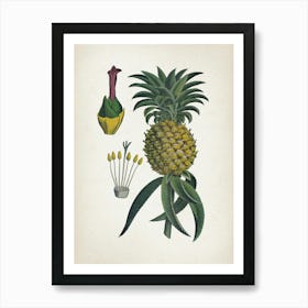 Vintage Bollmann 6 Ananas Art Print