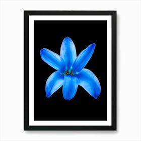 Blue Flower Isolated On Black Background Art Print