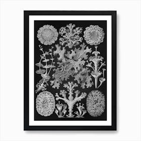 Vintage Haeckel 15 Tafel 83 Flechten Art Print