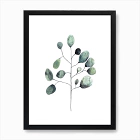 Botanical Illustration   Tasmanian Blue Gum Art Print