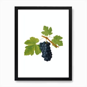 Vintage San Columbano Grapes Botanical Illustration on Pure White n.0280 Art Print