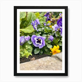 Pansies In The Garden Art Print