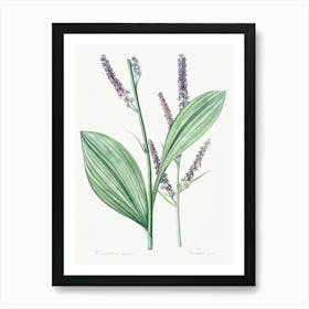 Black False Hellebore, Pierre Joseph Redoute Art Print