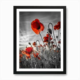 Fascinating Poppies In Colorkey Art Print