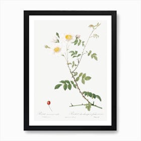 Field Rose, Pierre Joseph Redoute Art Print