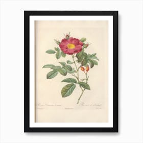 Rose Illustration, Pierre Joseph Redoute (58) Art Print