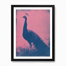 Pink Peacock Cyanotype In The Wild  1 Art Print