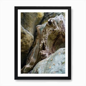 Wood and sandstone in Saxon Switzerland Art Print