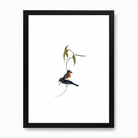 Vintage Plumbeous Flycatcher Bird Illustration on Pure White n.0396 Art Print