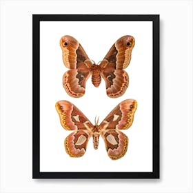 Two Butterflies And Moths 2 Art Print