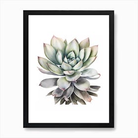 Succulent Plant Echeveria Art Print