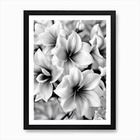 Amaryllis B&W Pencil 1 Flower Art Print