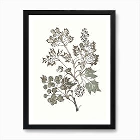 Hawthorn Herb William Morris Inspired Line Drawing 2 Art Print