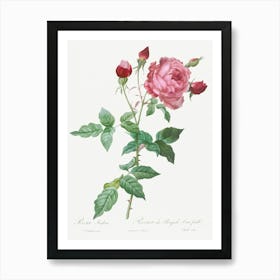 Provence Rose, Pierre Joseph Redoute Art Print
