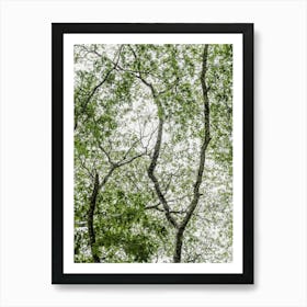 Rainforest in Africa Art Print