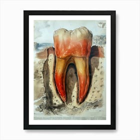 Anatomy Of A Tooth biology dentist Art Print