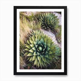 Cactus Spiral Art Print