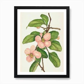 Apple Blossom Vintage Botanical 2 Flower Art Print