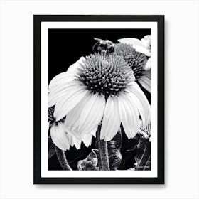 Coneflower BW Art Print