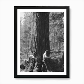 One Of The Two Fallers Who Saw Down Trees, Long Bell Lumber Company, Cowlitz County, Washington By Russell Art Print