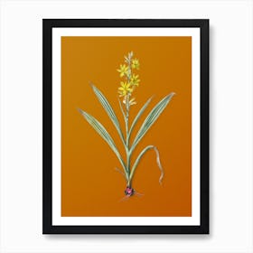 Vintage Wachendorfia Thyrsiflora Botanical on Sunset Orange n.0022 Art Print