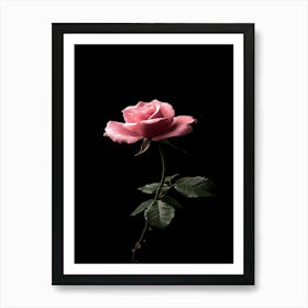 Pink Rose Isolated On Black Background 5 Art Print