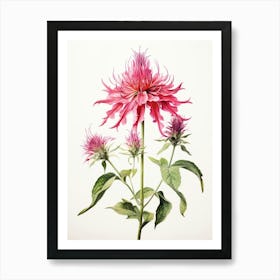 Pressed Flower Botanical Art Bee Balm 3 Art Print