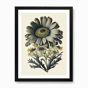 Osteospermum 2 Floral Botanical Vintage Poster Flower Art Print