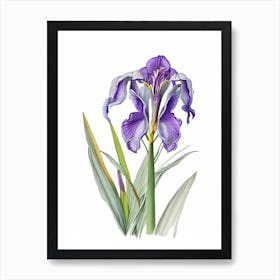 Iris Floral Quentin Blake Inspired Illustration 2 Flower Art Print