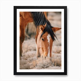 Grazing Desert Horse Art Print