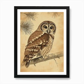 Boreal Owl Vintage Illustration 2 Art Print