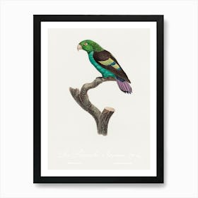 Black Winged Parakeet From Natural History Of Parrots, Francois Levaillant Art Print