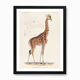 The Giraffe Art Print